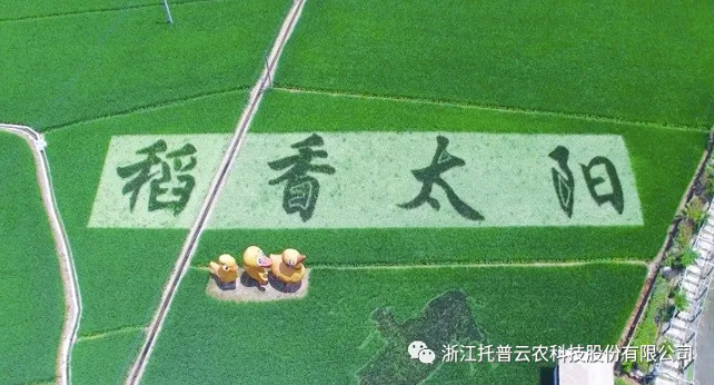 浙江臨安：竹林變稻田，農(nóng)戶喜開顏
